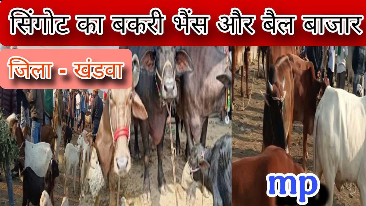 सिंगोट का बकरी बजार😱😱 ll सिंगोट का भैंस बाजार ll सिंगोट का बैल बाजार ll खंडवा mp 