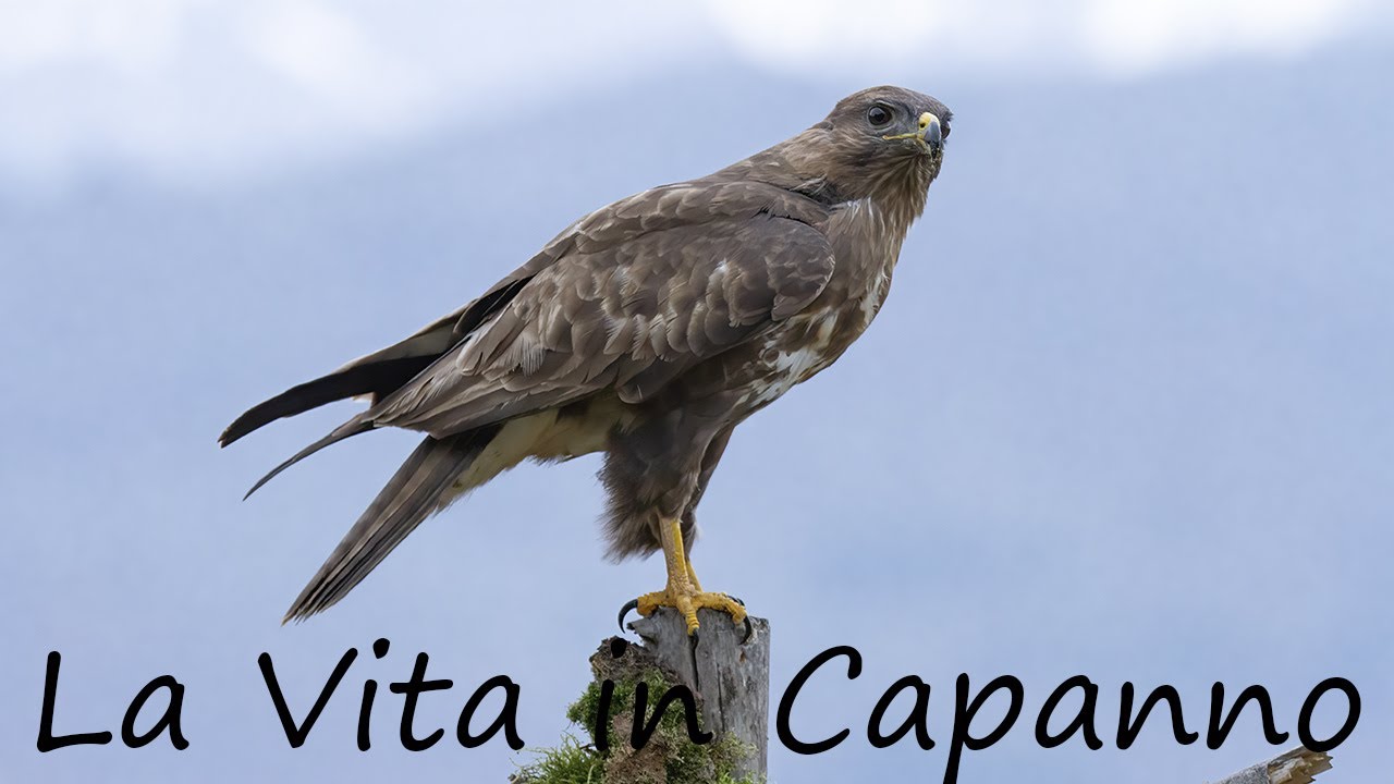 La vita in Capanno