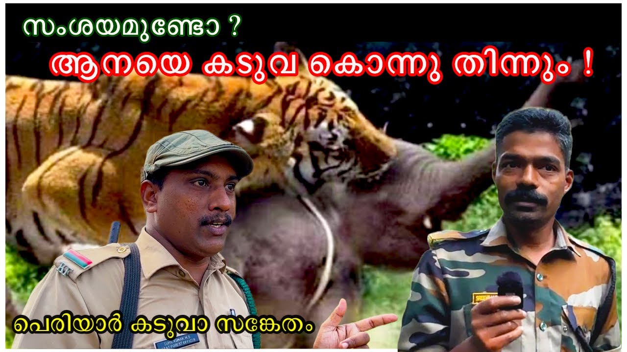പക്ഷേ എല്ലാ കടുവകളും ആനയെ പിടിക്കുമൊ എന്നതും ഒരു ചോദ്യമാണ് !