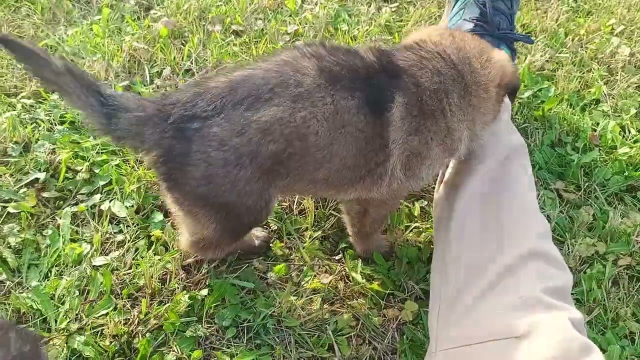 Szczeniaki i pierwszy wyjazd na działkę.