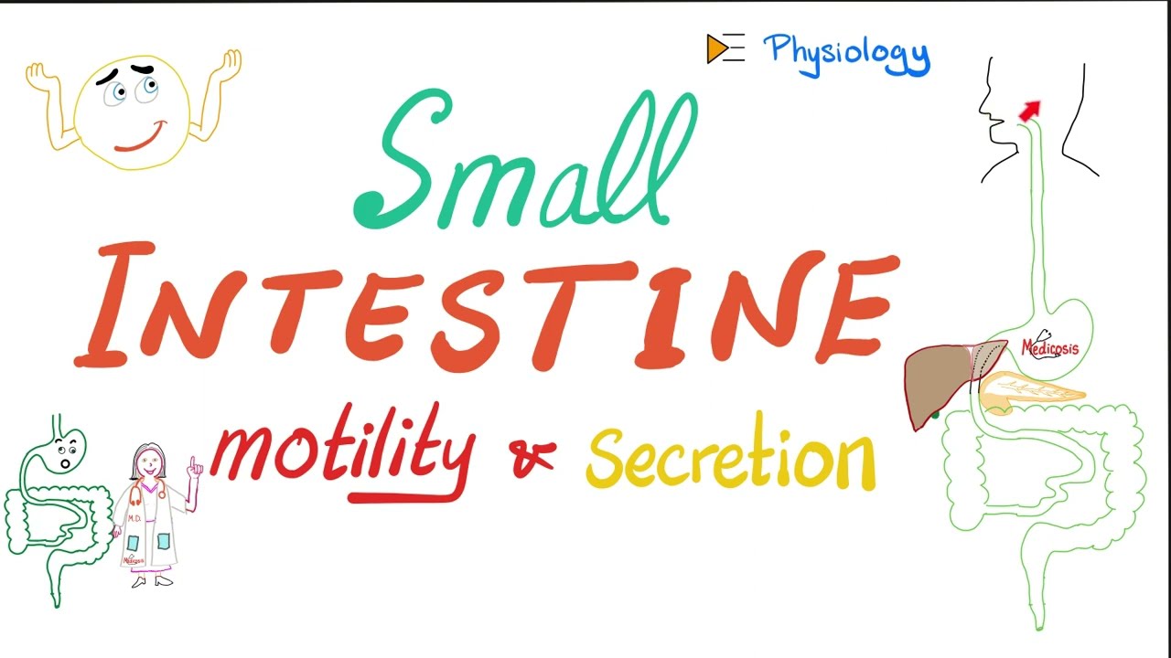 Small Intestine Motility and Secretions - Gastrointestinal (GI) Physiology Series