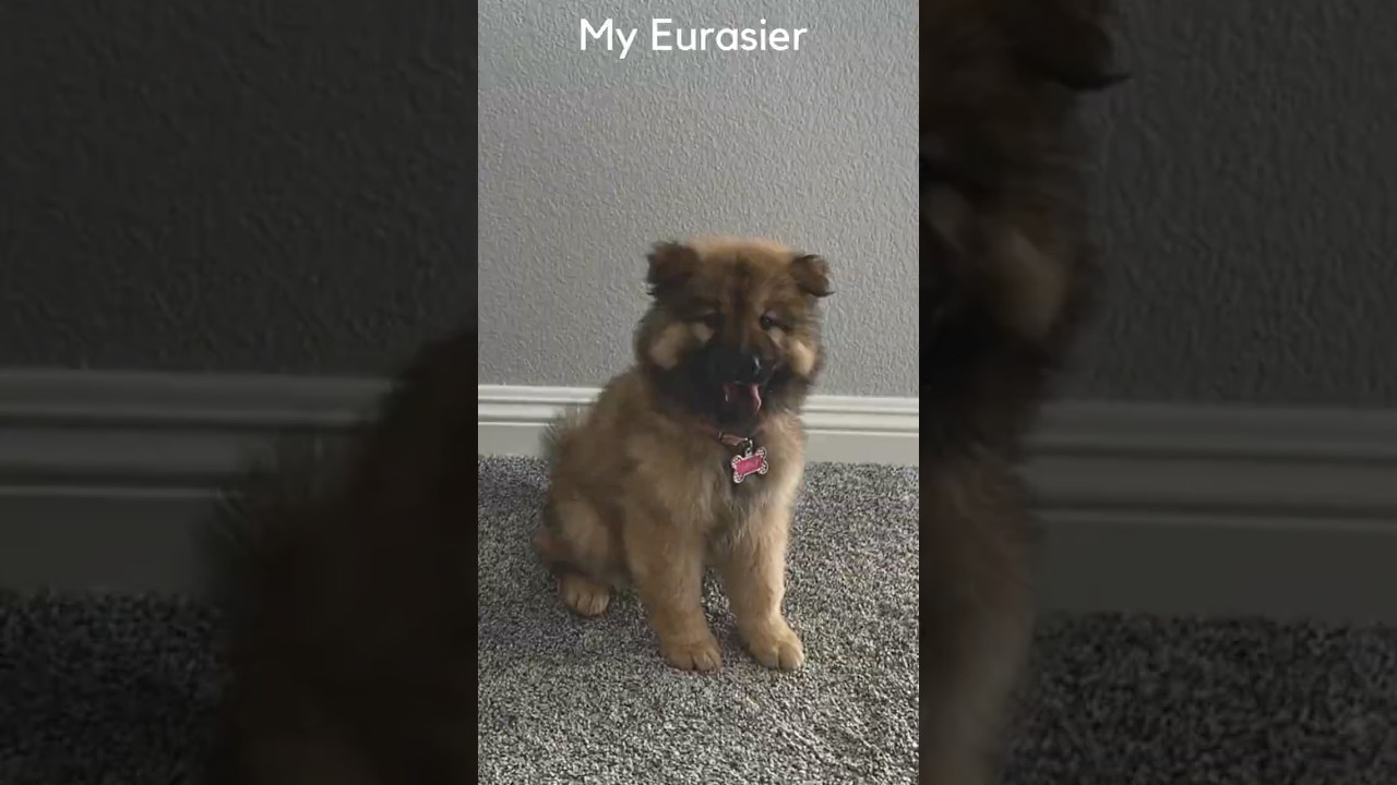 Puppy Growth Time Lapse: 8 weeks to 6 months #eurasier #dog