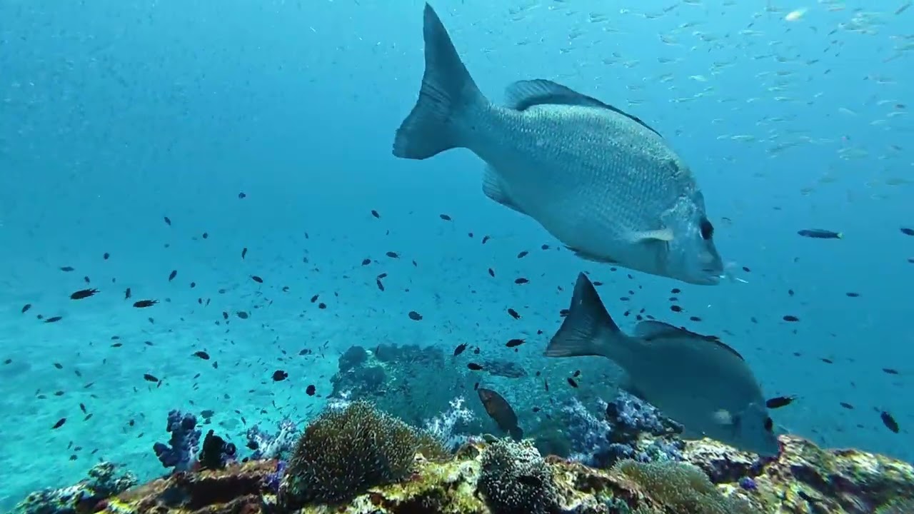 Great dive at Richelieu rock Khaolak with www.go2similan.com  !