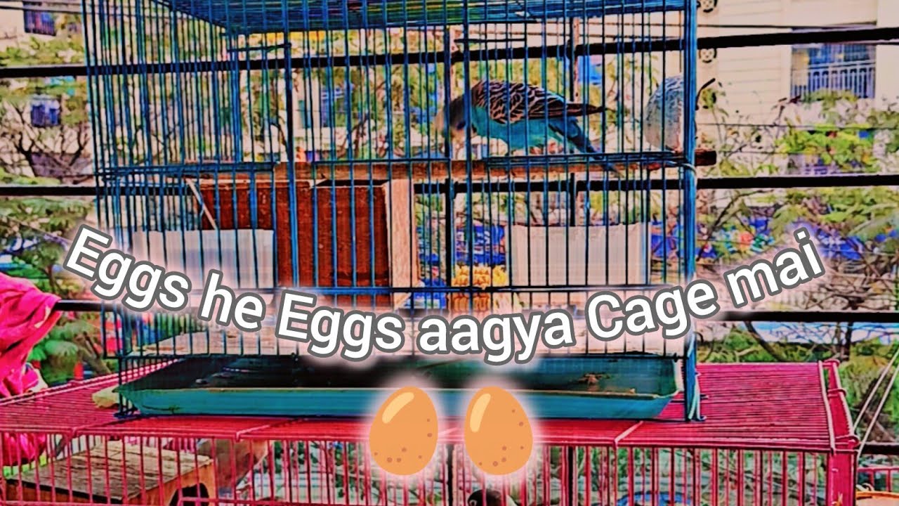 #Vlog - 117 ||  Love birds na 7 Egg da diya 😊 #trending #viral #birds #egg 