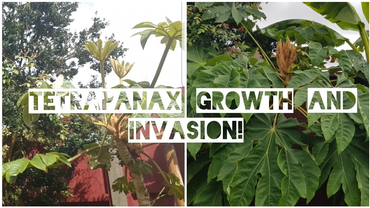 Tetrapanax Growth and Invasion in One Season