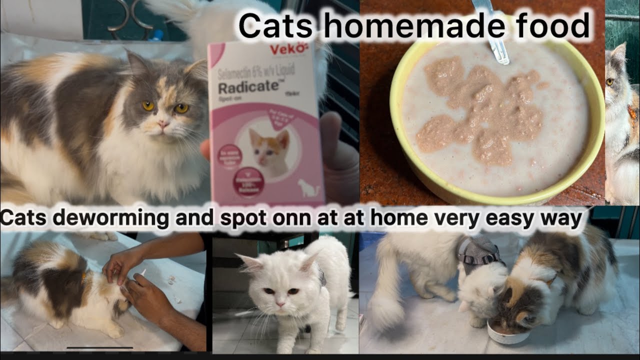 Cats Dewarming and spot on at home very easy way | बिल्ली को घर पर deworming Kare/self care