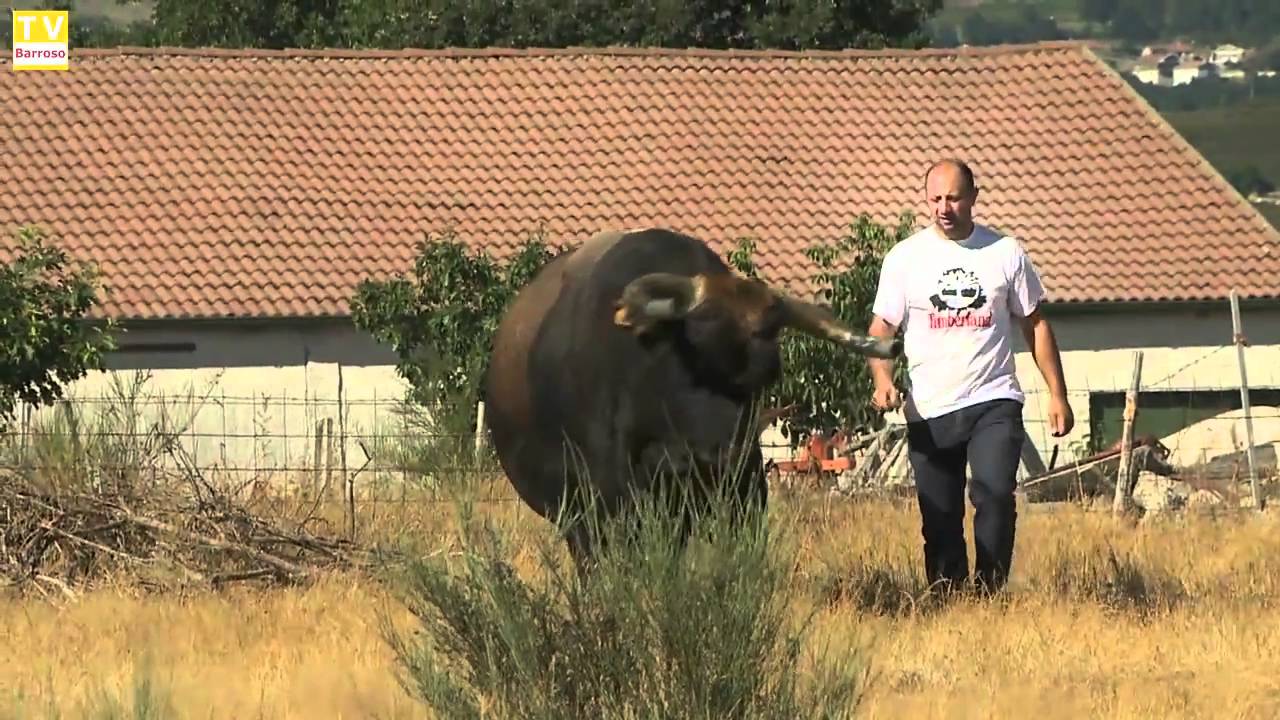 antevisao campeoes chega 10