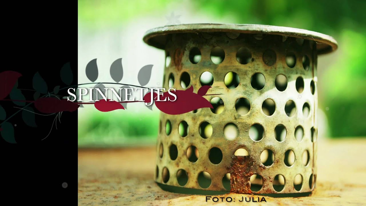 Spinnetjes in onze tuin.mp4