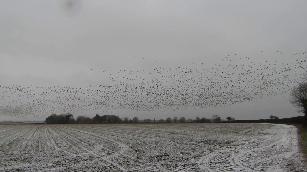 Pink-footed Geese, North Norfolk, 10th December 2017