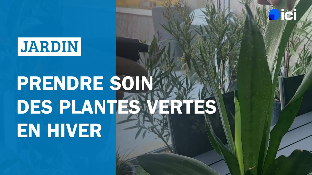 Prendre soin des plantes vertes en hiver : Les conseils de Roland Motte