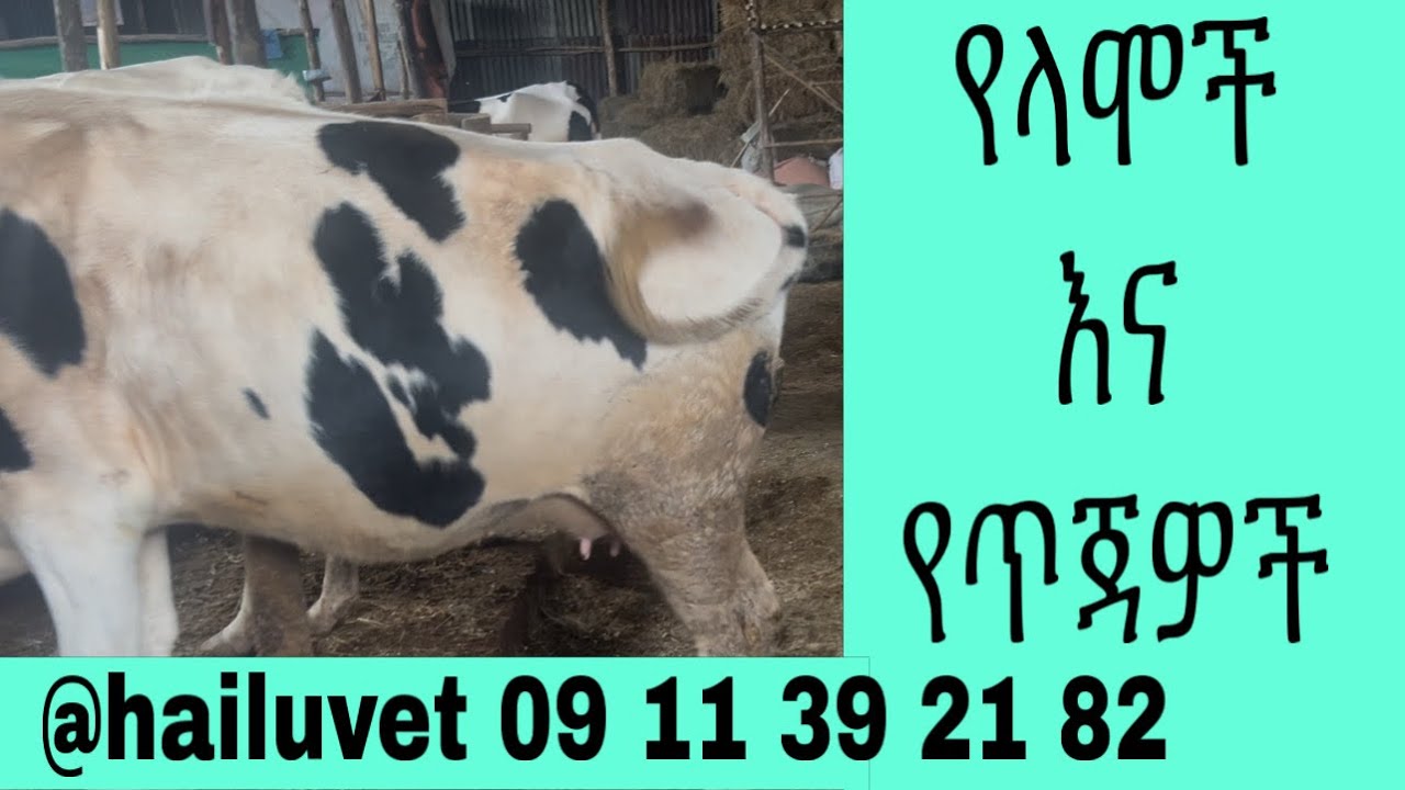  የወተት ላሞች እና የጥጃዎች  እንክብካቤ እና ህክምና