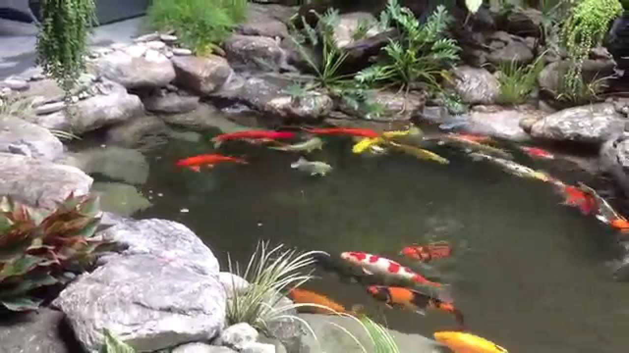 HỒ KOI CÀ PHÊ D&D SAU 4 NGÀY THẢ CÁ