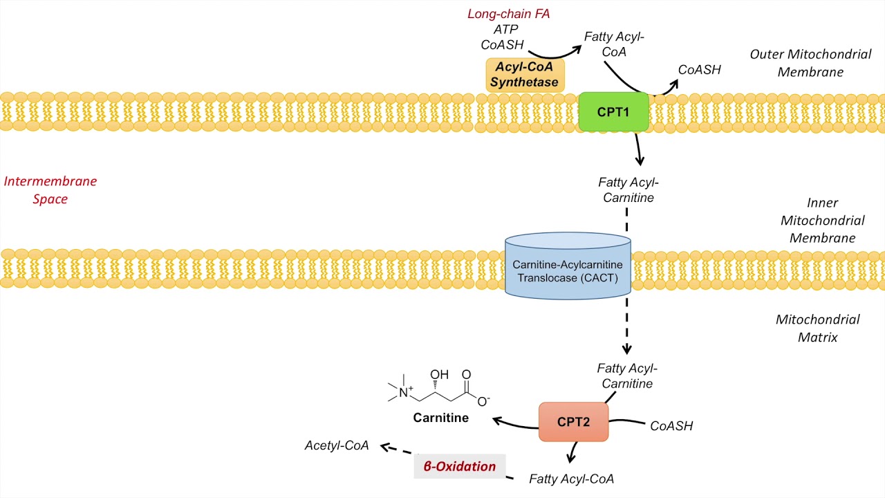 Carnitine Shuttle | Purpose and Mechanism