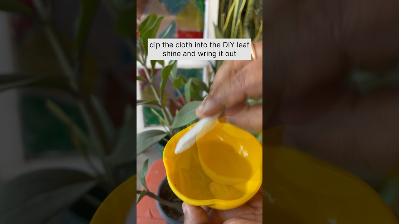 Cleaning My ZZ Plant (the right way)