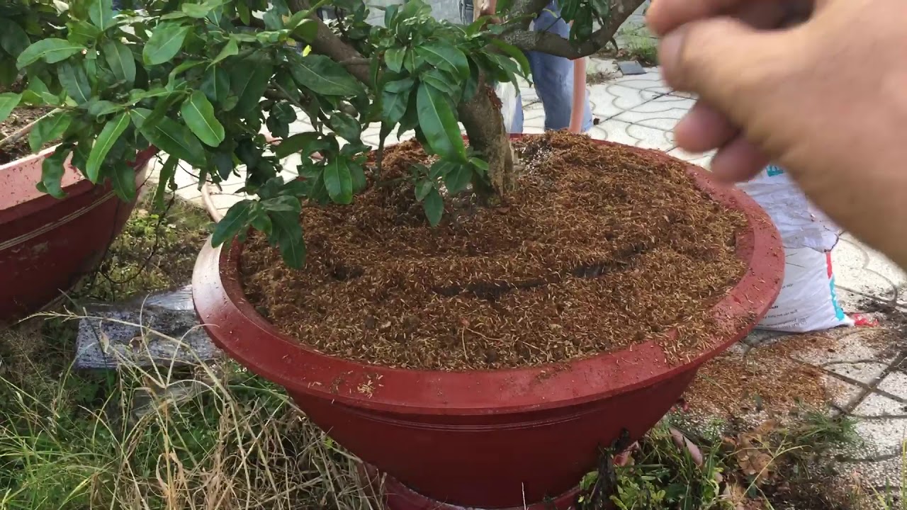 #68 : CÁCH ĐƯA CÂY MAI TỪ ĐẤT VÀO CHẬU