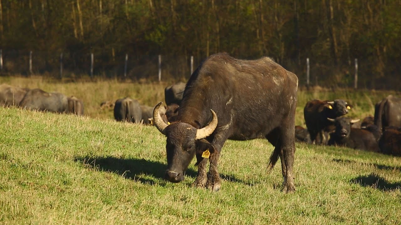 M5 TV – Téli vadetetés a Bőszénfai Szarvasfarmon – 2023/50. adás – 2023.12.17.