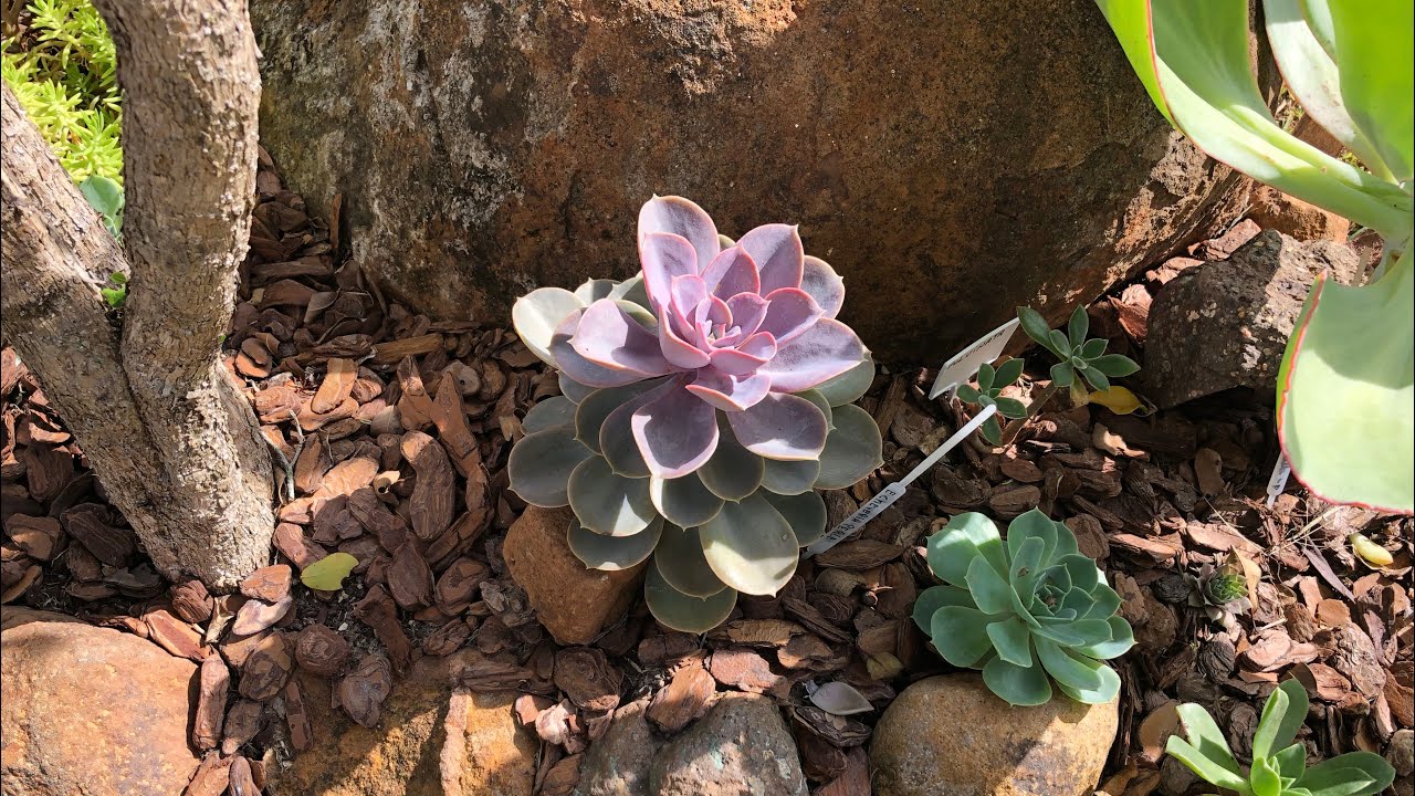 Suculentas - Echeveria Perle Von Nurnberg como e quando replantar