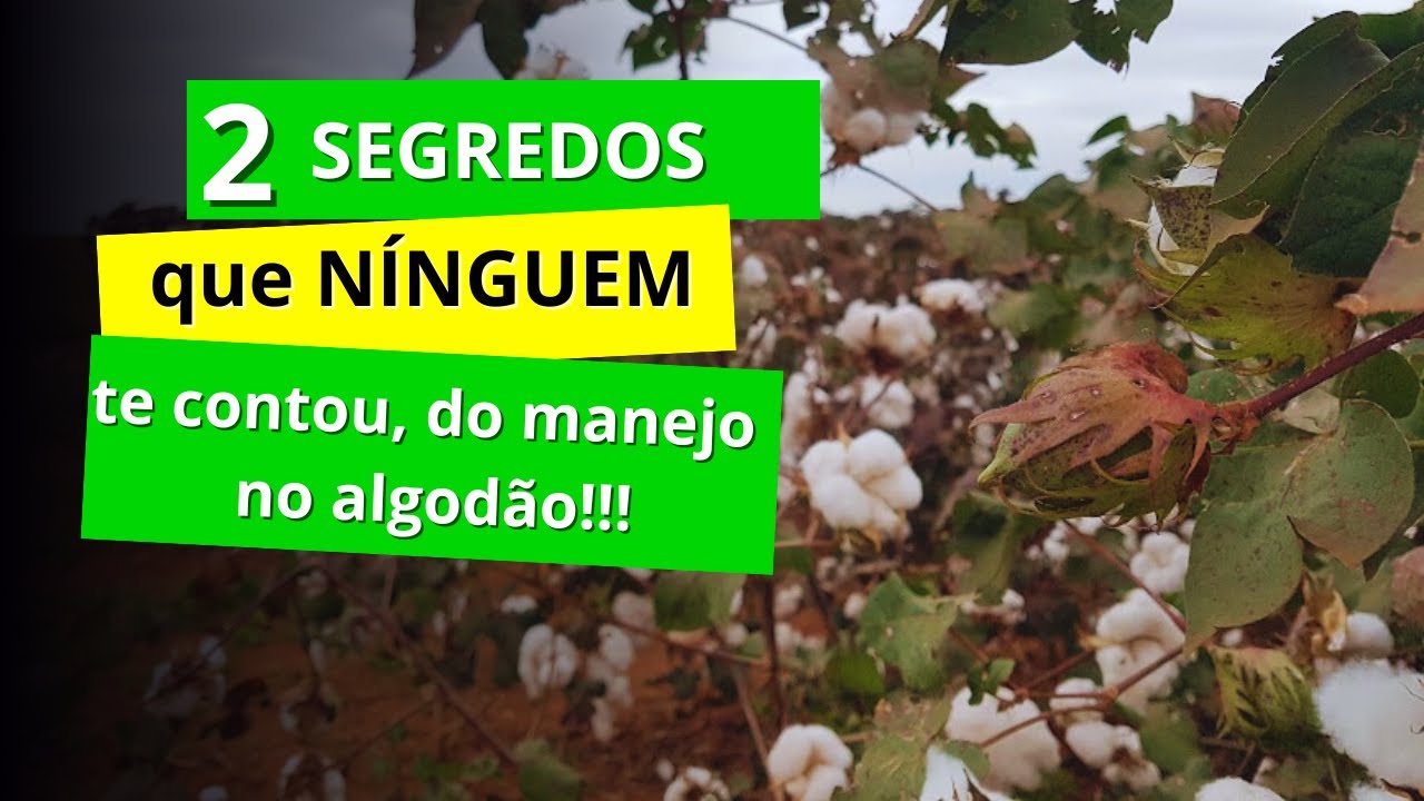 Desfolha e maturador no algodão - Segredos que ainda não te contaram!