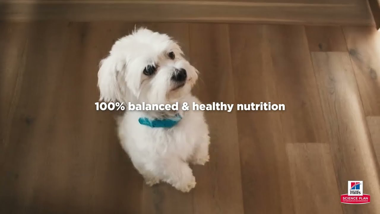Hill's Pet Nutrition UK & IE Everyday SP Dog 15
