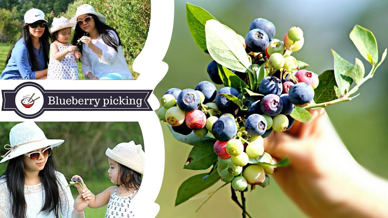 Đi Hái Trái Cây | Blueberry Picking