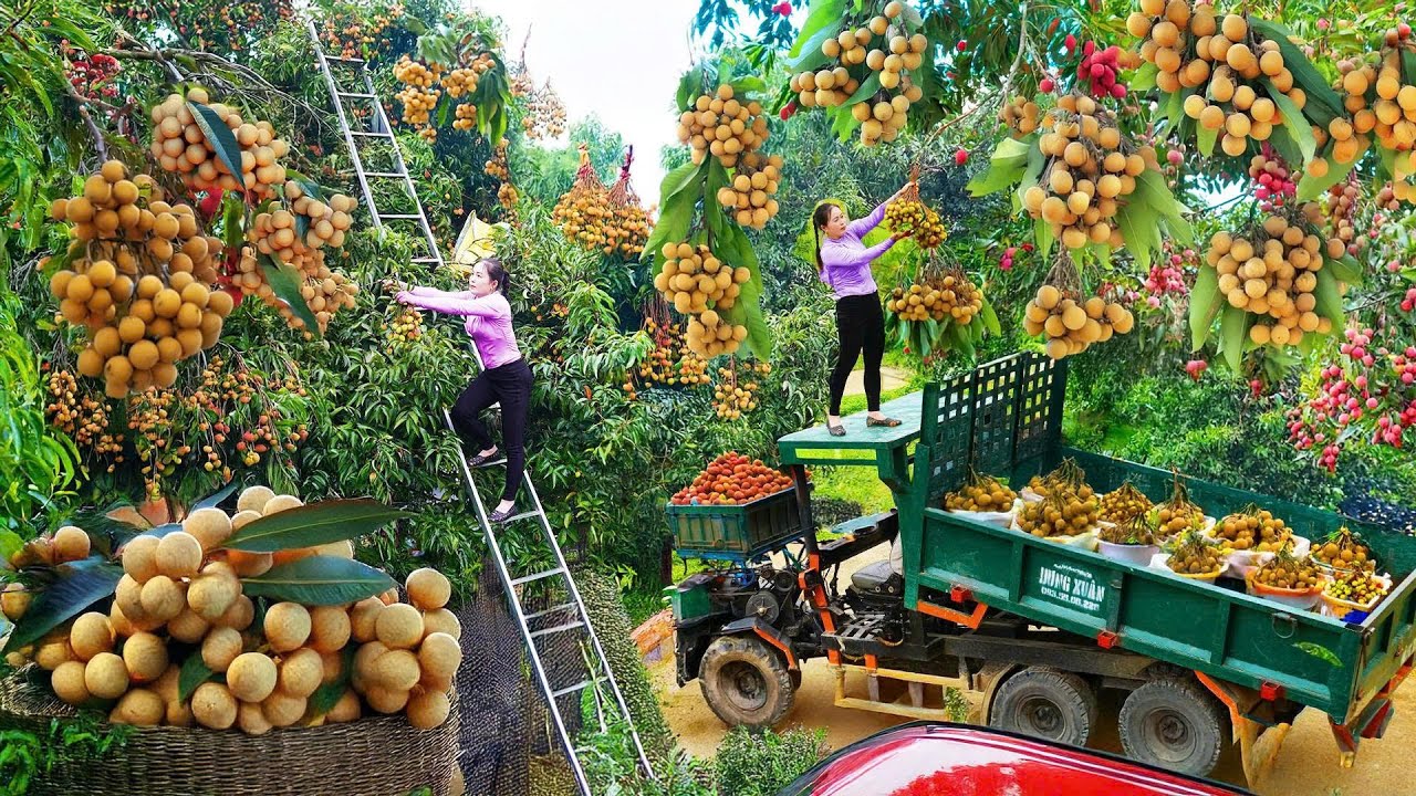 Harvest Many Longans From Traders, Use Truck Transport 1000+ Longans Go to Market Sell