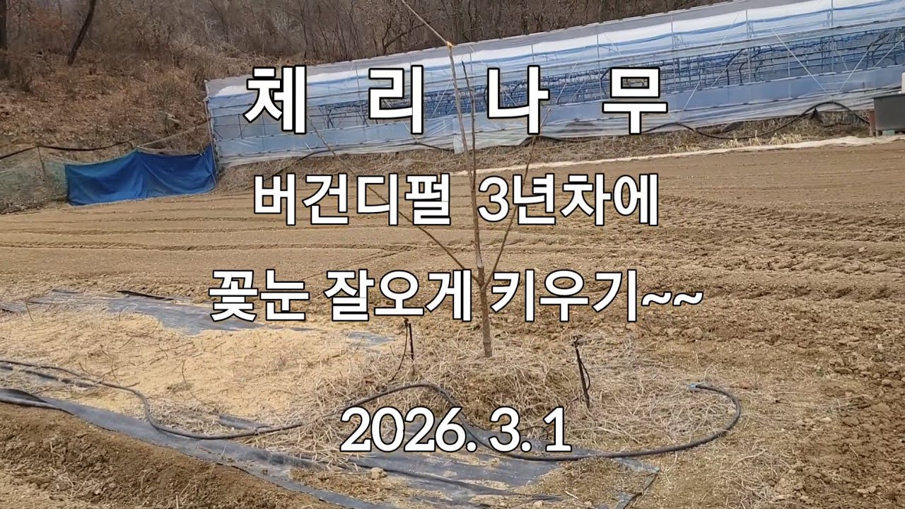  체리 나무 버건디펄 꽂눈 잘 오게  키우기 (2026.3.1)