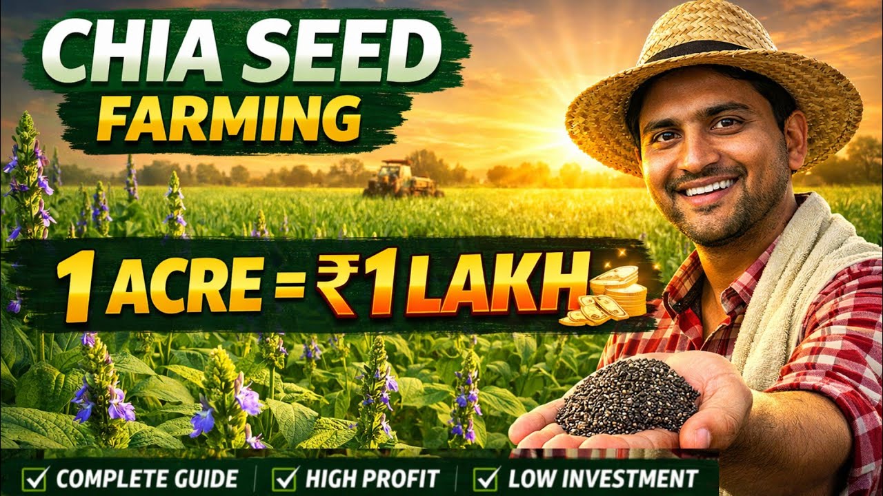 इस वीडियो में Chia Seed की खेती की पूरी जानकारी दी गई है|A to Z Practical Farming |Chia Seed Farming