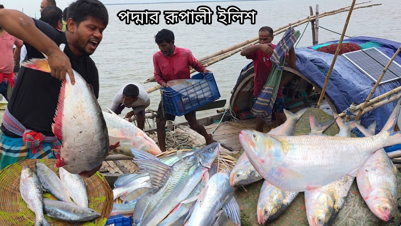 ১ হাজার টাকা কমে পদ্মার ইলিশ Padma Ilish | Desi fish | BD fish | DN Eyes | fish Market | Fish videos