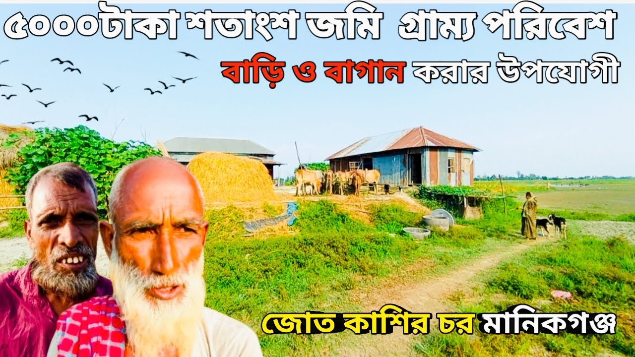 যে চরের জমির কোন মূল্য নেই ফসলের দাম বেশি জোতকাশির চর মানিকগঞ্জ!  village life in Bangladesh