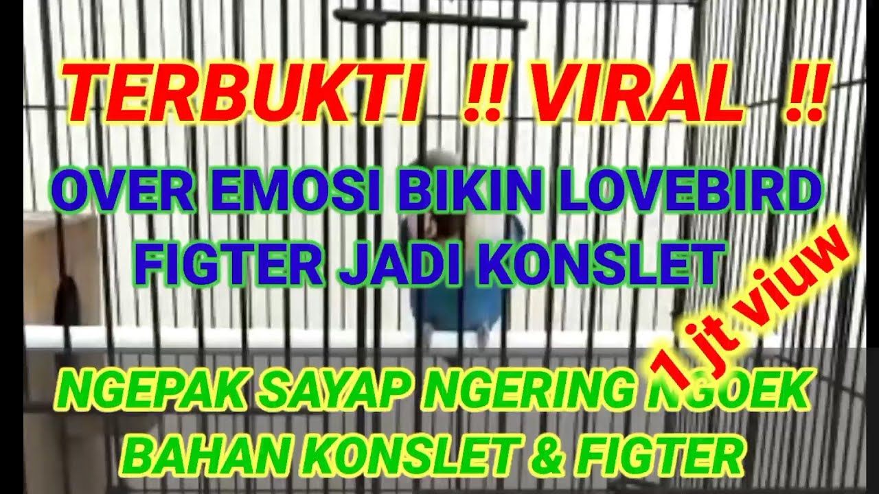 TERBUKTI !! VIRAL!! PANCINGAN OVER EMOSI BISA BIKIN LOVEBIRD FIGTER JADI KONSLET