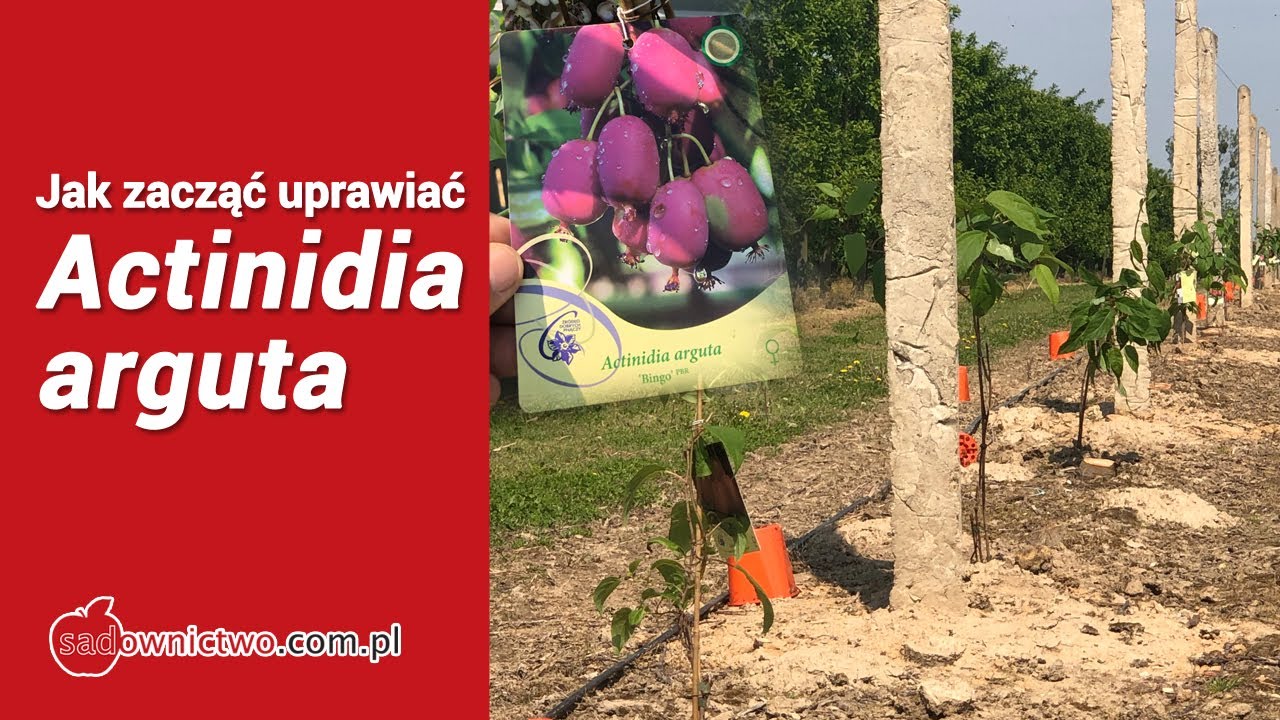 Aktinidia - jak zacząć uprawiać ? jakie odmiany ? jakie wymagania ?