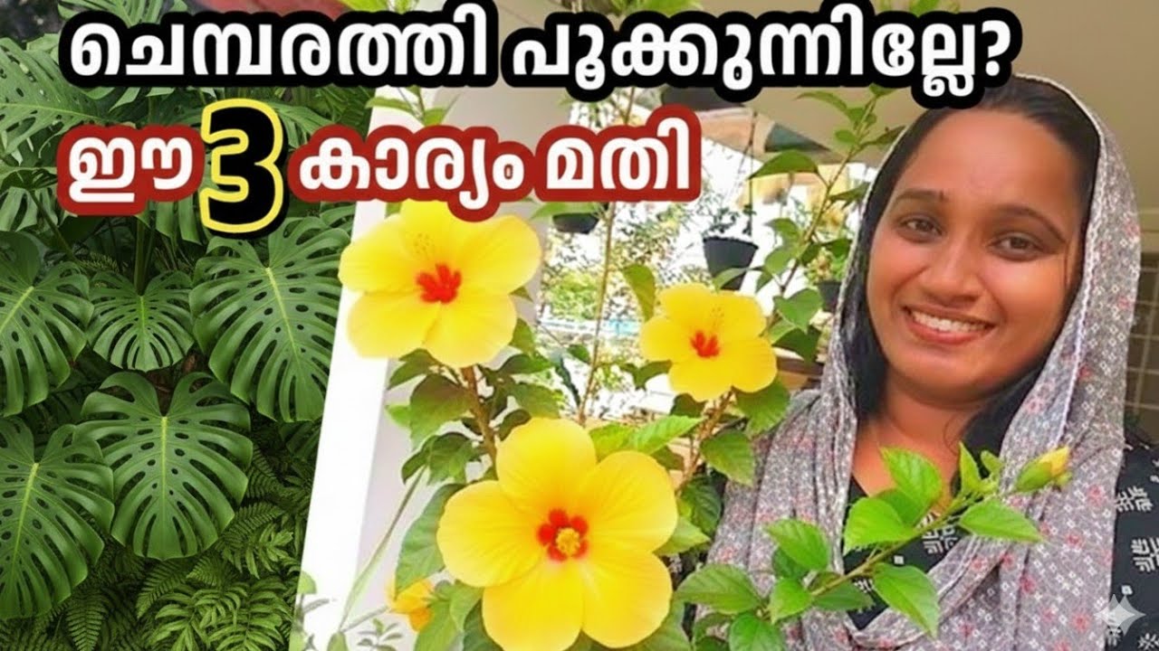 ചെമ്പരത്തി പൂക്കാത്തതിന് ഒറ്റ കാരണം|നിറയെ മൊട്ടുകൾ വരാൻ ഈ 3 കാര്യം ചെയ്യുക | Hibiscus Care 