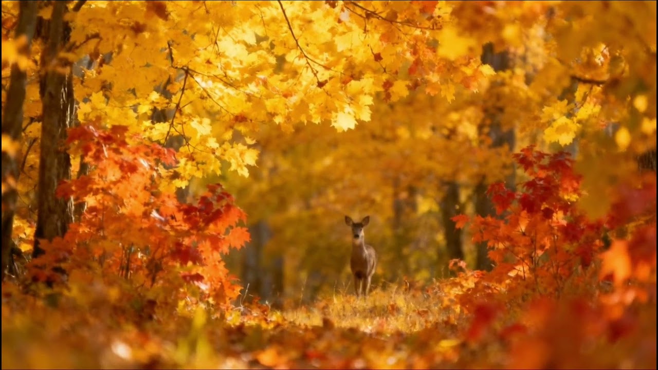 Peaceful Autumn Ambience 🍂 | Relaxing Fall Sounds for Sleep, Study & Calm