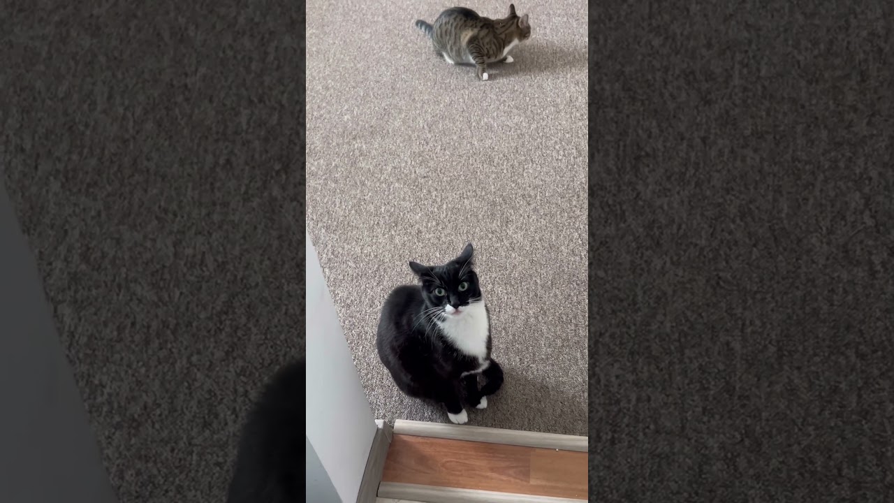 Ой! Его поймали! Кэти плохо с ним обращается! #кошки #сиделкадлякошек #КэтиАляска #шорты #любител...