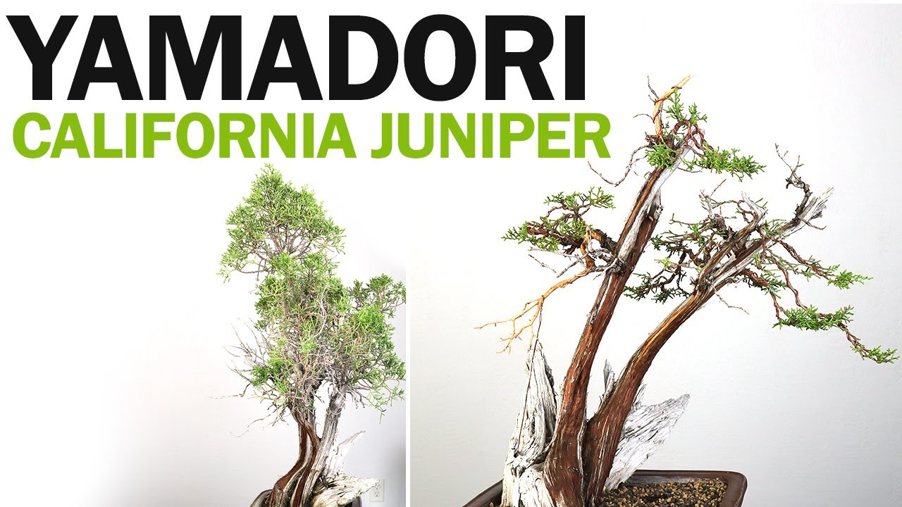 Yamadori California Juniper Bonsai Live Vein and Styling