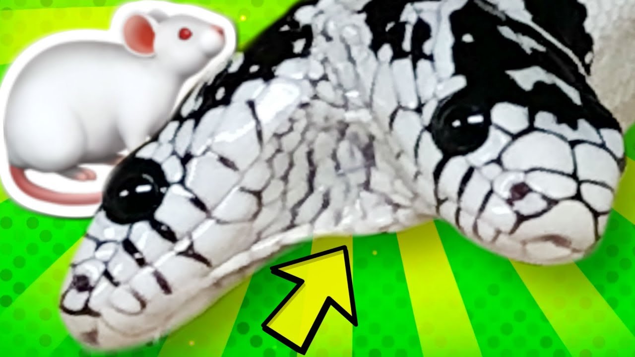 TWO HEADED SNAKE EAT YET?? ERIC is in BIG TROUBLE!!! | BRIAN BARCZYK