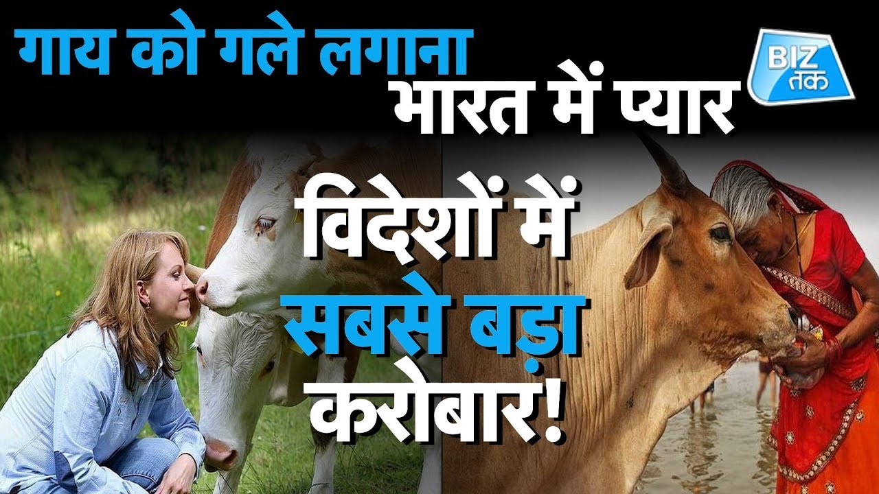 Mrs Cow Business Cow Cuddling Benefits Dog Therapy Car Therapy II Varun awasthi