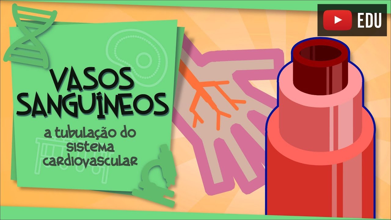 Vasos sangu&iacute;neos - a rede de tubos do Sistema Cardiovascular