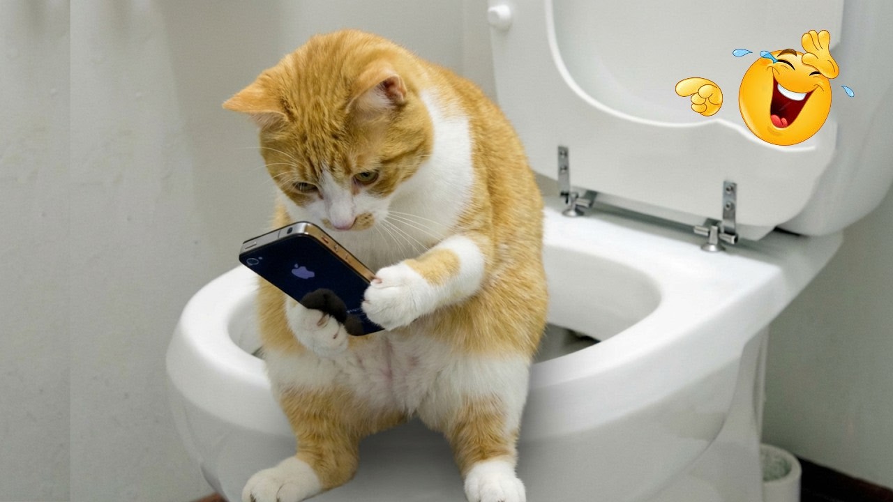 No one warned me these cats would be THIS funny 🤣😹 The funniest cat moments of all time!