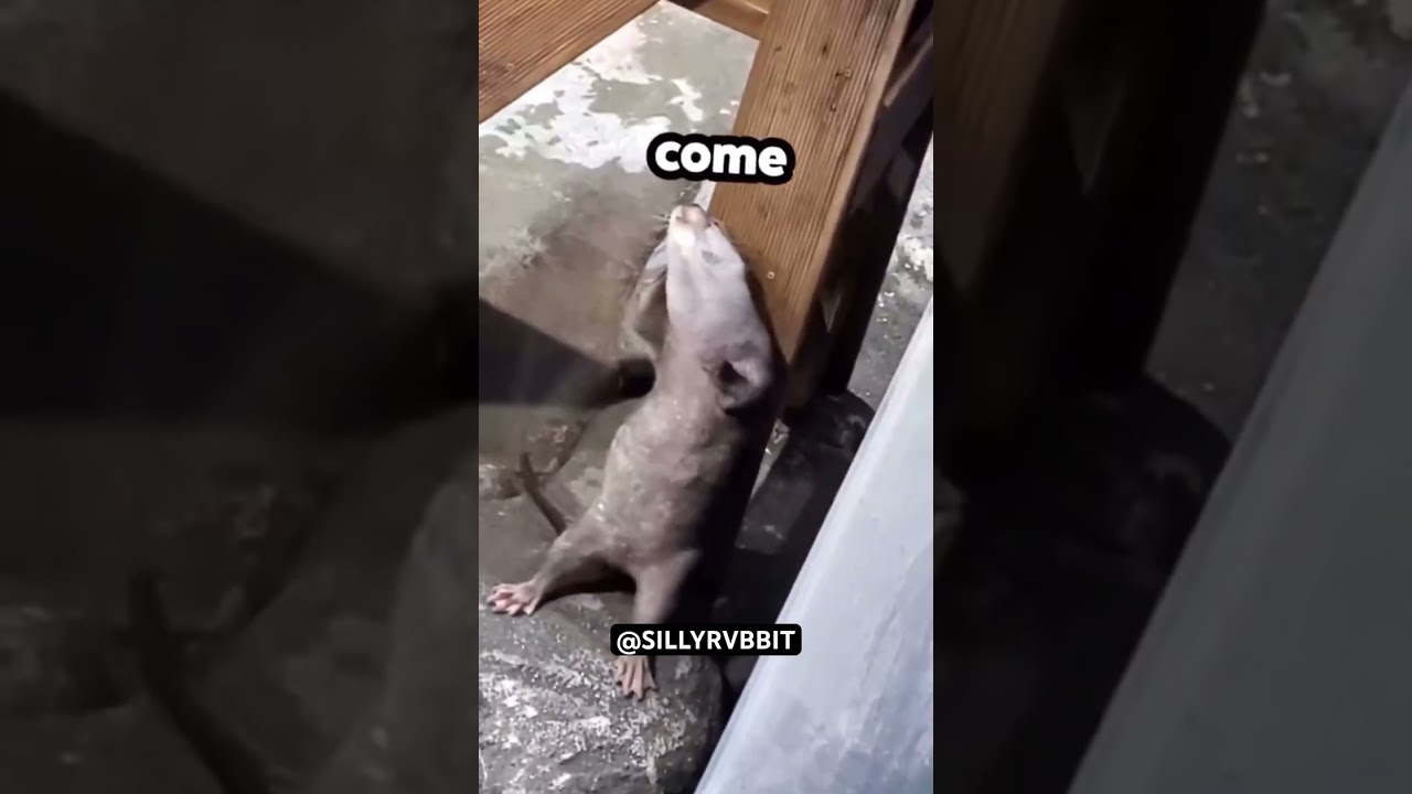 Dancing like an otter 🤣