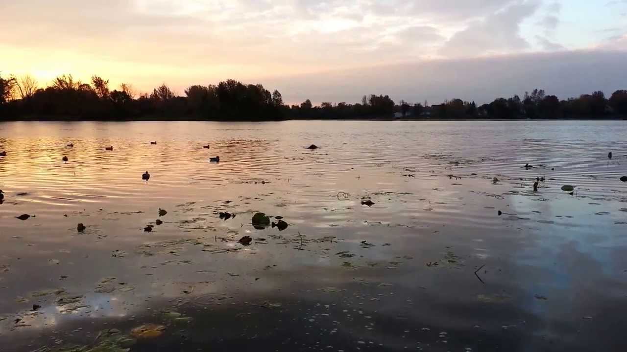 First goose retrieve for Duke from 
