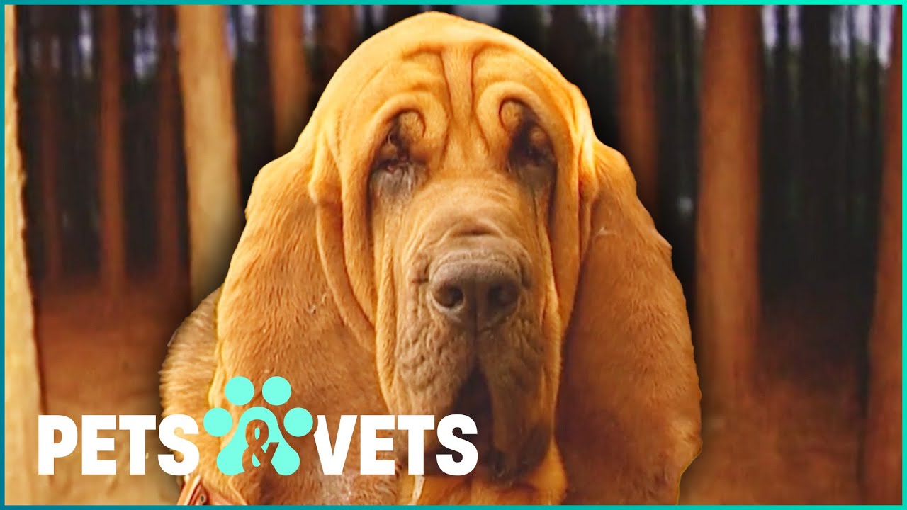 This Happy Bloodhound Searches For Missing People | Dogs with Jobs