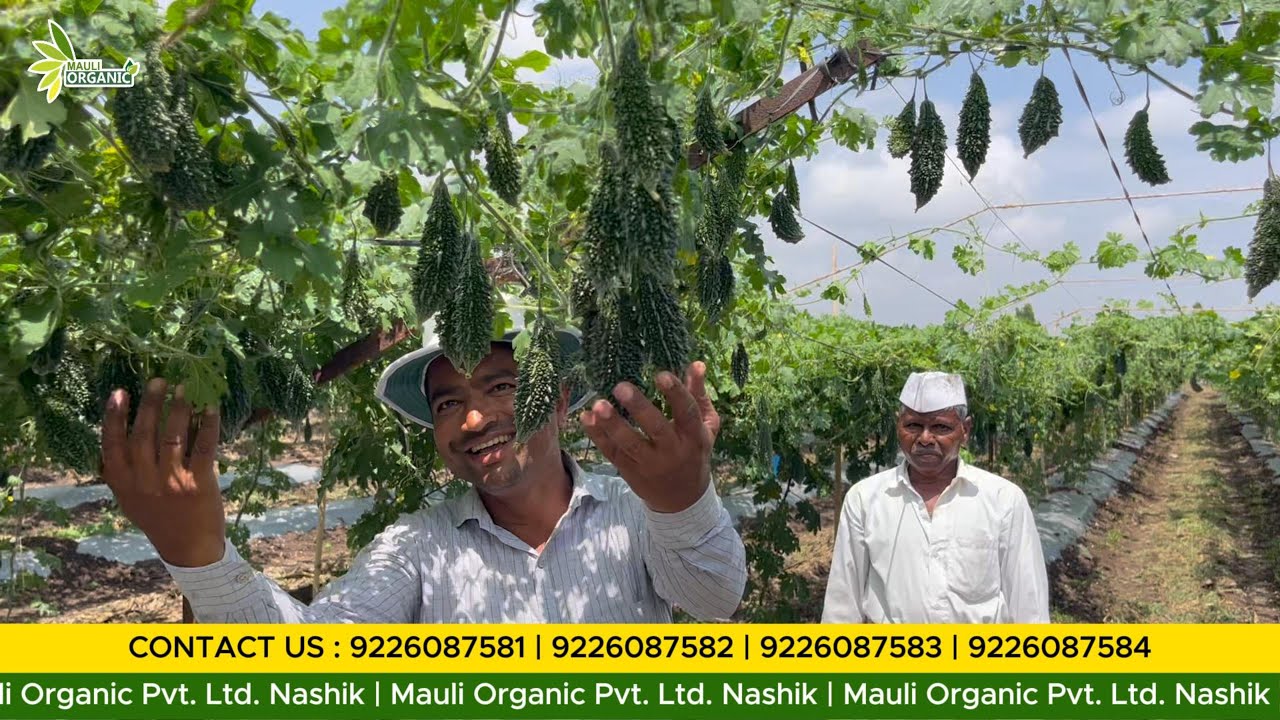 Bitter Melon Farming Success Story | Plot Developed by Mauli Organic Pvt. Ltd.