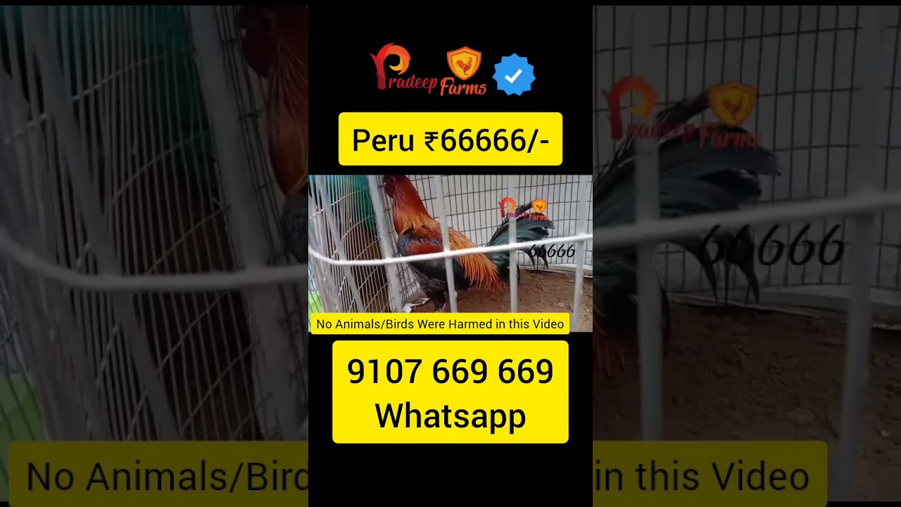 Whatsapp 9107 669 669 Peruvian Punju Pradeep Peruvian Farms || PeruChicks || Peru Cross Chicks ||