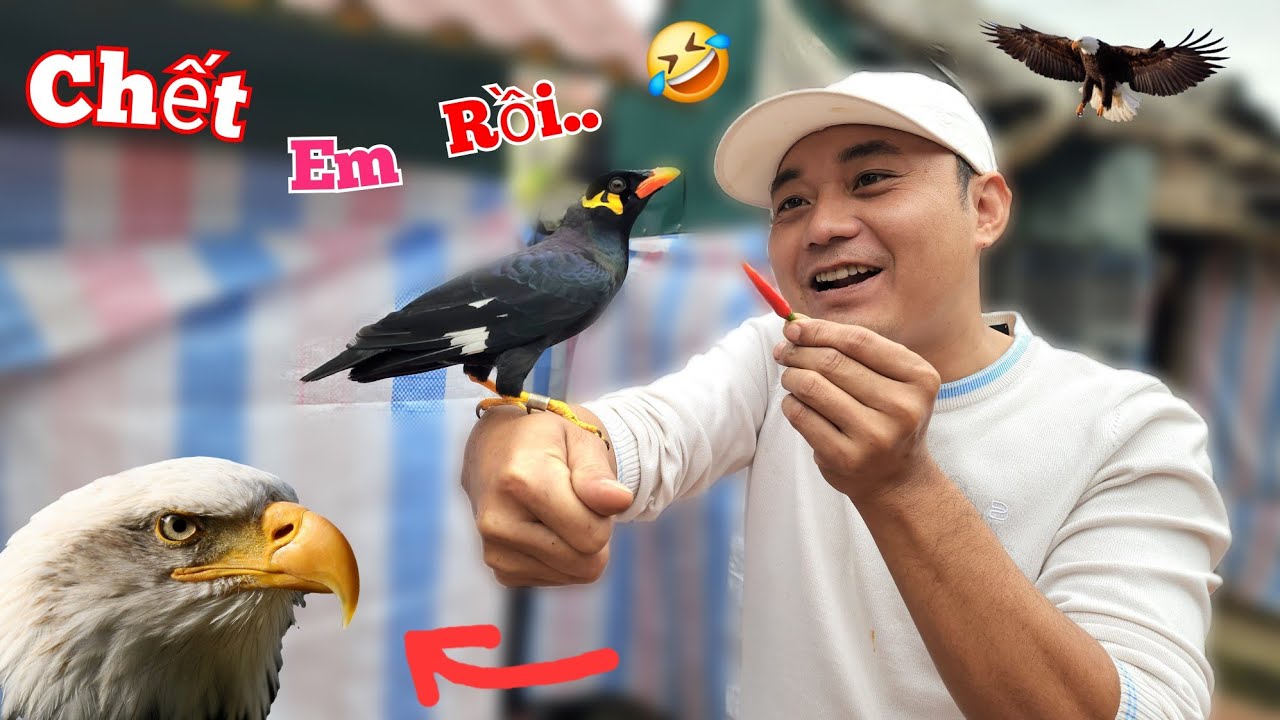 Nu&ocirc;i Đại B&agrave;ng Sẽ Sảy Ra Điều G&igrave;? Thử Cho Yểng Ăn Ớt V&agrave; C&aacute;i Kết Qu&aacute; Bất Ngờ.//Long Đen TV