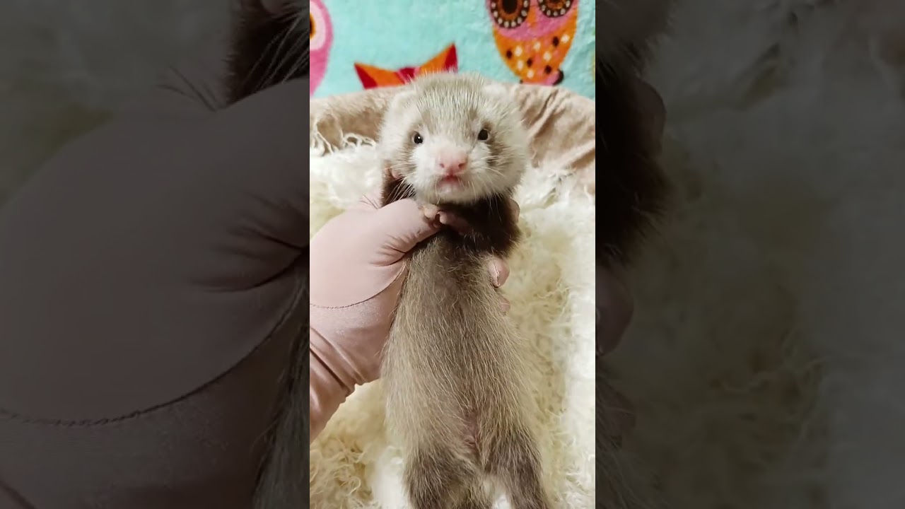 хорёк мальчик ангора#ferret