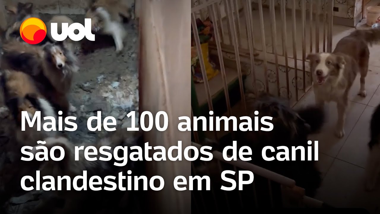 Mais de 100 animais são resgatados de canil clandestino em Embu das Artes (SP); vídeo
