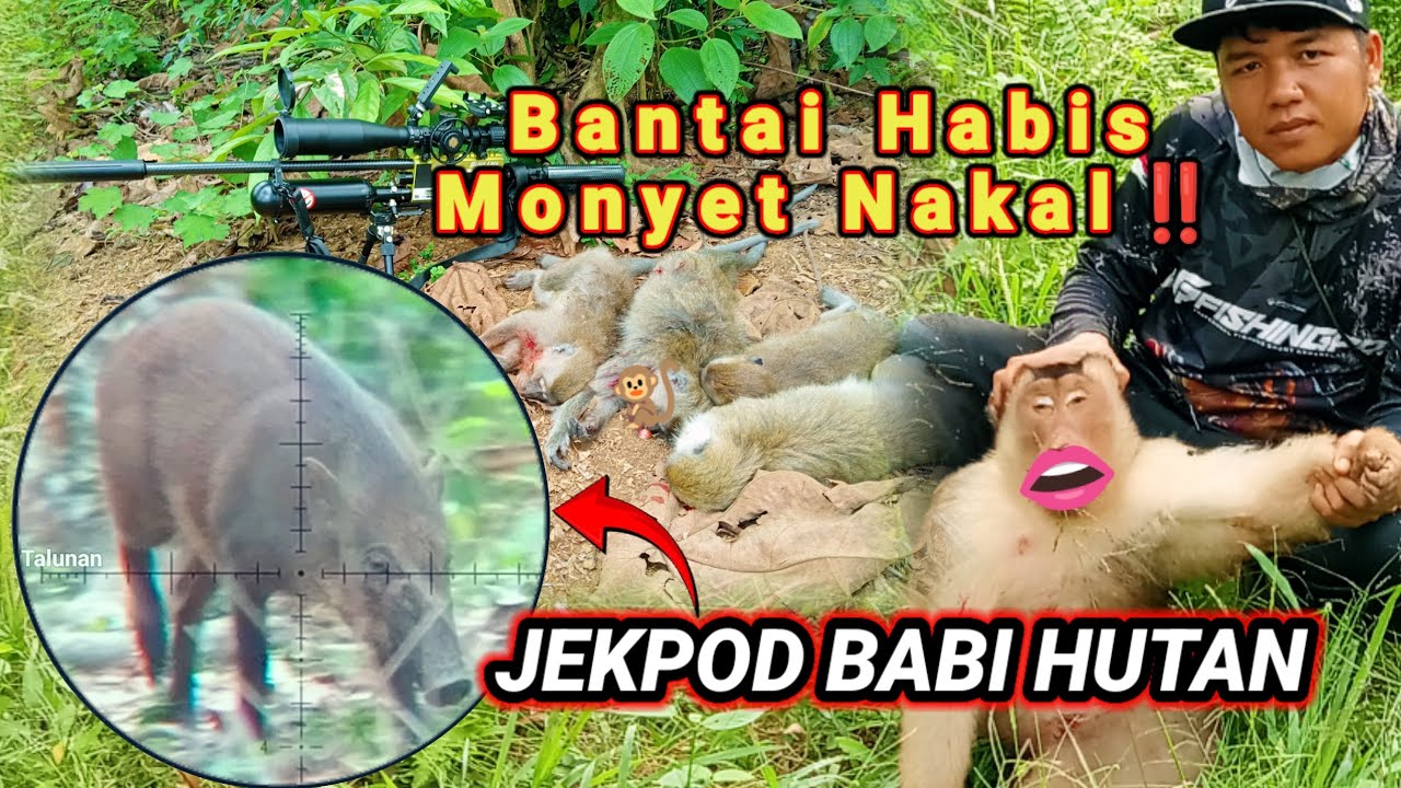 BERBURU‼️HAMA KERA LIAR EKOR PANJANG PLUS DI HADANG SEGEROMBOLAN HAMA BABI HUTAN [] PEST CONTROL 