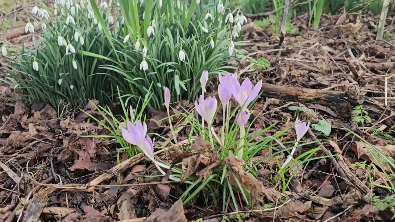 Spring is coming here. 😊👋