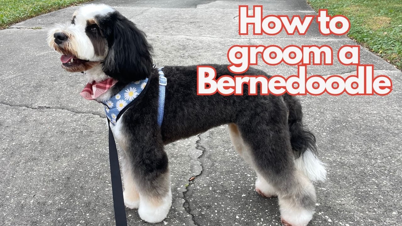 TEDDYBEAR HAIRCUT ON A BERNEDOODLE